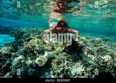 Apneista osserva Broomtail Wrasse. Il Sinai, Egitto - Mar Rosso Foto Stock