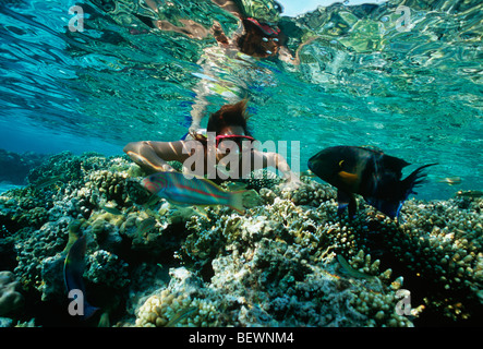 Apneista osserva Broomtail Wrasse. Il Sinai, Egitto - Mar Rosso Foto Stock