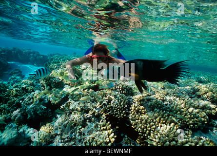 Apneista osserva Broomtail Wrasse e sergente maggiore. Il Sinai, Egitto - Mar Rosso Foto Stock