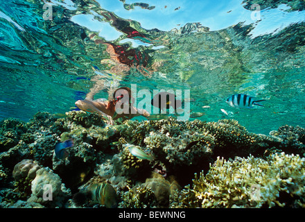 Apneista osserva Broomtail Wrasse e sergente maggiore. Il Sinai, Egitto - Mar Rosso Foto Stock