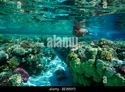 Apneista esplora Coral reef. Il Sinai, Egitto - Mar Rosso Foto Stock