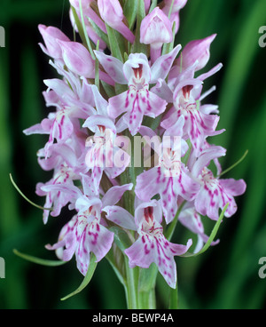Avvistato comune (orchidea Dactylorhiza fuchsii) fiore spike e broccoli Foto Stock