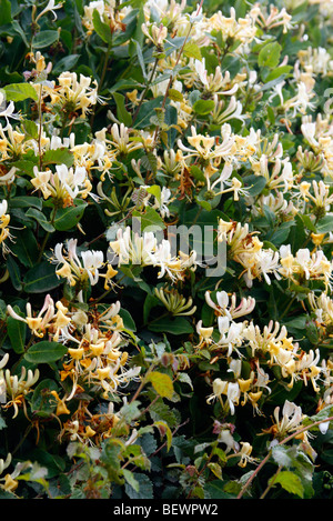 Lonicera periclymenum - Caprifoglio selvatico cresce attraverso un campo hedge Foto Stock