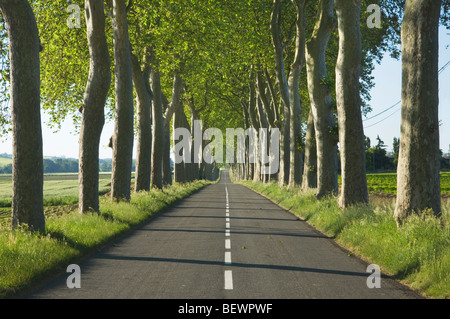 Viale di alberi a fianco di una strada rurale in Francia. Languedoc-Rousillon. La Francia. Foto Stock