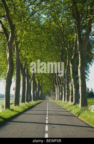 Viale di alberi a fianco di una strada rurale in Francia. Languedoc-Rousillon. La Francia. Foto Stock