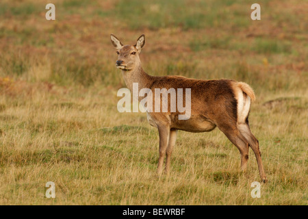 Un cervo rosso hind in piedi in erba ruvida Foto Stock