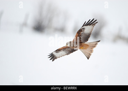 Aquilone rosso nella neve Foto Stock