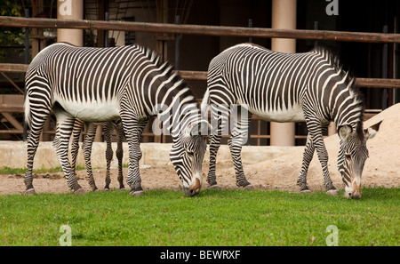 Due identici zebre sono allevati su un prato verde. Foto Stock