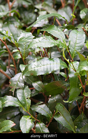 Il tè di Camellia sinensis Foto Stock