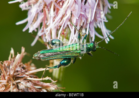 Thick-gambe coleottero fiore; maschio (Oedemera nobilis). Kent, Regno Unito, Luglio. Foto Stock