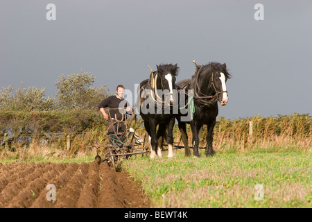 Shire-cavalli campo di aratura Foto Stock