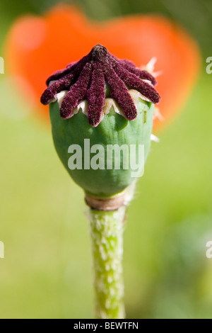 Testa del seme di papavero Foto Stock