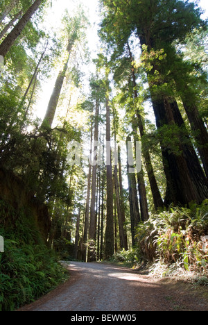 La strada Cal-Barrel nella Prairie Creek Redwoods State Park, California. Foto Stock