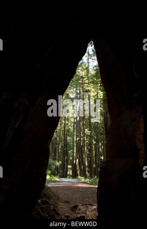 Una struttura cava in un albero di sequoia. Foto Stock