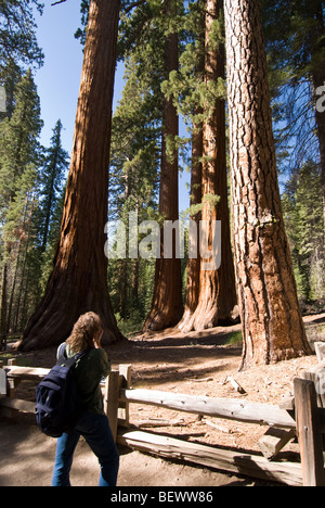 Un uomo prende una foto del "Corso di laurea e Tre Grazie' sequoie di Mariposa Grove di Yosemite National Park, CA. Foto Stock