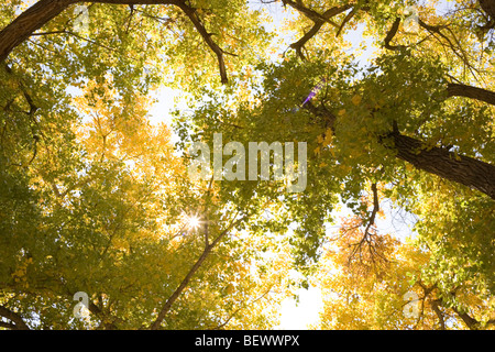 Guardando il cielo attraverso grandi pioppi neri americani alberi in autunno Foto Stock