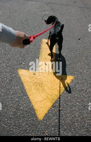 Il cane di andare in modo errato Foto Stock