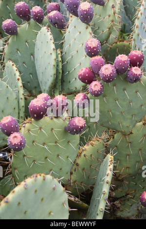 Ficodindia frutto di cactus garden ago viola vegetali commestibili Foto Stock