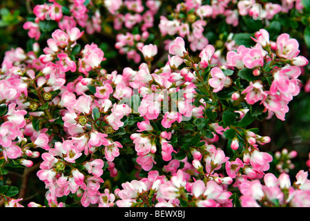Escallonia 'Peach Blossom' utilizzato come copertura Foto Stock