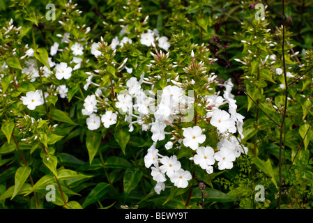 Phlox carolina 'Miss Lingard degli azionisti Foto Stock