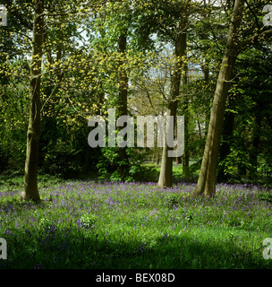 Regno Unito, Inghilterra, Londra, Kew Gardens, bluebells nel bosco radura Foto Stock