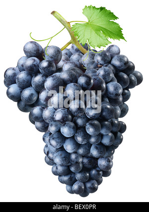 Grappolo di uva su sfondo bianco Foto Stock