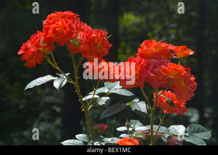 Rose rosse nella luce del sole, al Duke Gardens, Durham, North Carolina, STATI UNITI D'AMERICA Foto Stock