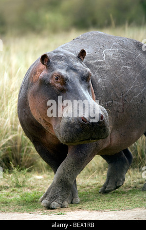 Ippopotamo - Masai Mara riserva nazionale, Kenya Foto Stock