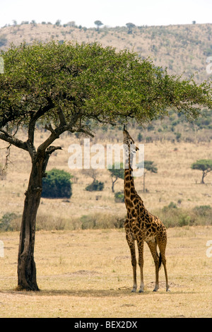 Masai Giraffe alimentazione su Acacia - Masai Mara riserva nazionale, Kenya Foto Stock