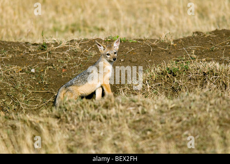 Giovani Jackal - Masai Mara riserva nazionale, Kenya Foto Stock