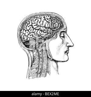 Illustrazione anatomica umana di testa e collo che mostra il cervello con cranio tagliata via Foto Stock