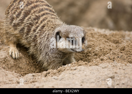 Meerkat Suricata suricatta Foto Stock