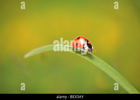 Ladybird camminando su una foglia Foto Stock