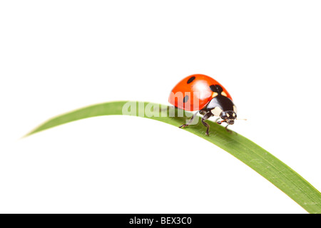 Ladybird camminando su una foglia isolati su sfondo bianco Foto Stock