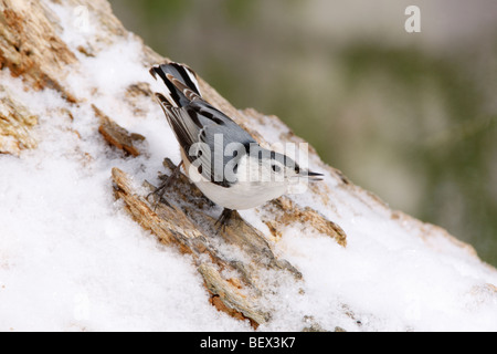 Petto bianco picchio muratore nella neve Foto Stock