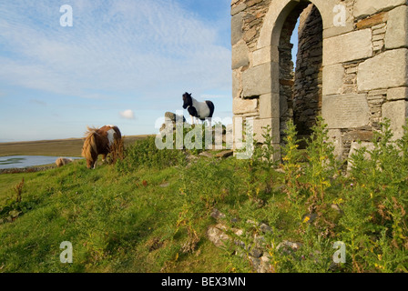 Pony Shetland in piedi di fronte ad una follia a Brough Lodge sulle Isole Shetland Isola di Fetlar Foto Stock