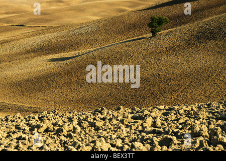 Arare i campi di argilla nel tardo pomeriggio di sole, Crete Senesi, Toscana, Italia Foto Stock