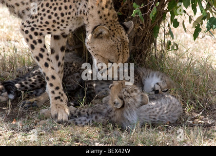 Cheetah madre saluta i suoi cuccioli nel Masai Mara Foto Stock