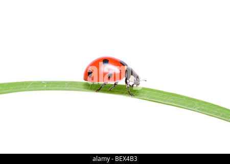 Ladybird camminando su una foglia isolati su sfondo bianco Foto Stock