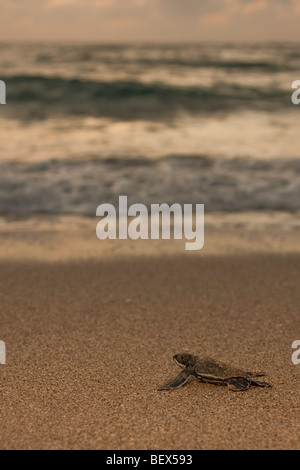 Liuto sea turtle hatchling Foto Stock