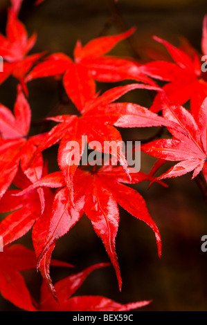 Acer palmatum Nuresagi, Wet Heron foglie di acero in autunno Foto Stock