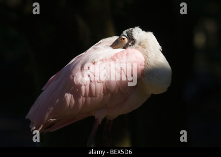 Roseate spoonbill con la sua testa nascosto sotto la sua ala Foto Stock