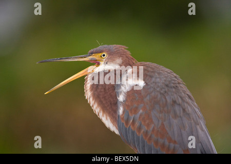 Egretta tricolore, tricolore heron, con il suo becco aperto nel sud-est della Florida Foto Stock