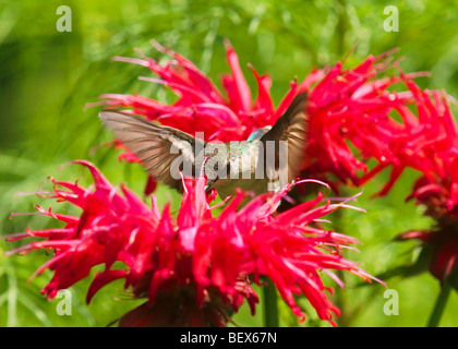 Un Ruby-Throated Hummingbird bere dal rosso Monarda fiorisce Foto Stock