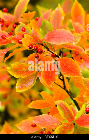 Photinia villosa, Orientale Photinia in autunno Foto Stock