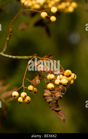 Sorbus Joseph Rock, Montagna bacche di cenere in autunno Foto Stock