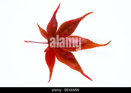 Acer palmatum Nuresagi, Wet Heron Maple Leaf contro uno sfondo bianco Foto Stock