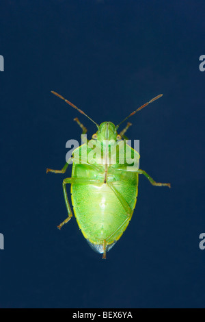 Southern Shieldbug verde, Nezara viridula. Vista parte inferiore Foto Stock