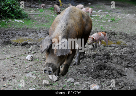 Free range suini : una scrofa con suinetti libera in un allevamento all'aperto sito in un brittany bio agriturismo Foto Stock