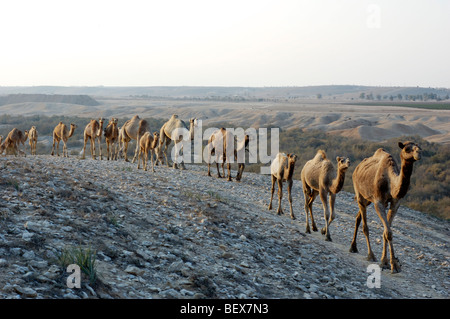 Israele nel deserto del Negev, una mandria di cammelli arabe (Camelus dromedarius) Foto Stock